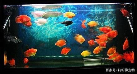 養(yǎng)龍魚要什么背景紙：養(yǎng)殖龍魚的背景紙選擇指南