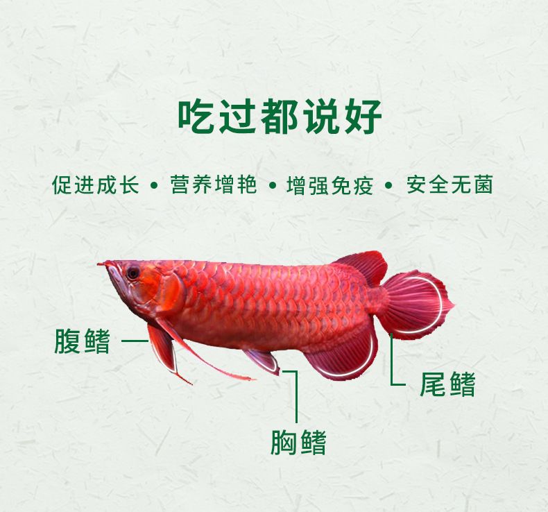 羅漢魚與龍魚混養(yǎng)：羅漢魚與龍魚混養(yǎng)的注意事項 龍魚百科 第1張