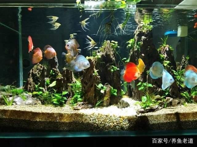 80的魚缸可以養(yǎng)幾條七彩神仙魚：七彩神仙魚的飼養(yǎng) 魚缸百科 第4張