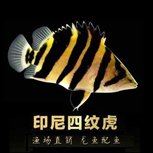 品質(zhì)紅龍魚：紅龍魚的特征和飼養(yǎng)