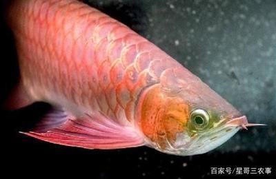 品質(zhì)紅龍魚：紅龍魚的特征和飼養(yǎng)