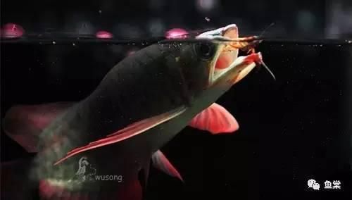 養(yǎng)死了紅龍魚能吃嗎：紅龍魚可以吃嗎金龍魚可以吃嗎金龍魚可以吃嗎