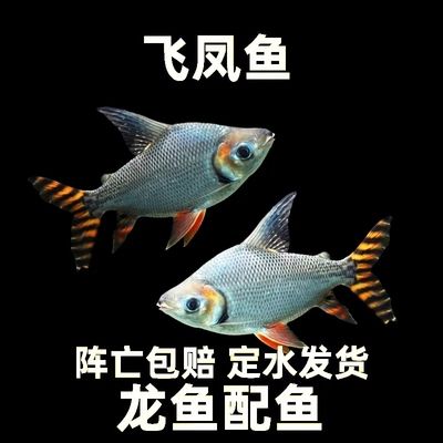 龍魚會不會跳缸死了：龍魚跳缸是一種常見的現(xiàn)象由多種原因引起龍魚跳缸的風(fēng)水學(xué)解釋