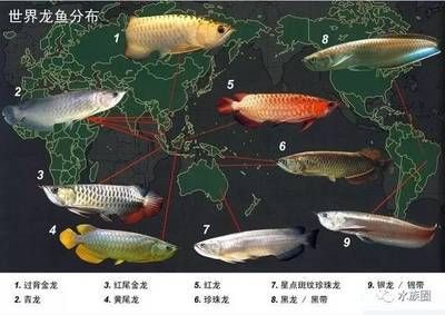 根據(jù)龍魚的分布區(qū)域可將龍魚分成哪幾類？：根據(jù)龍魚的分布區(qū)域龍魚的分布區(qū)域龍魚分布區(qū)域