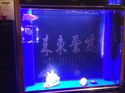 35寬魚(yú)缸養(yǎng)金龍