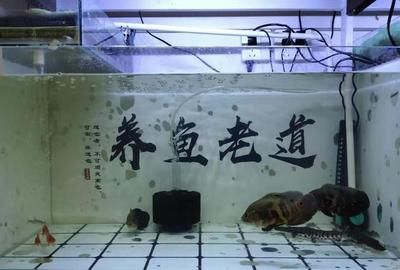 20厘米的魚(yú)缸可以養(yǎng)幾條金魚(yú) 魚(yú)缸百科 第1張