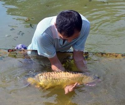 什么龍魚長的最大：世界上最大的淡水魚之一巨骨舌魚體長可達(dá)6米，體長可達(dá)6米