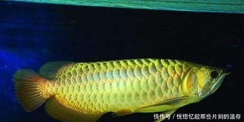 什么龍魚長的最大：世界上最大的淡水魚之一巨骨舌魚體長可達(dá)6米，體長可達(dá)6米