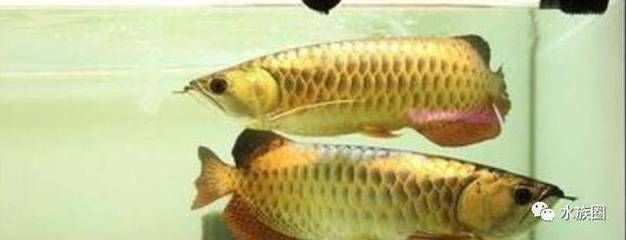 新入缸的龍魚趴缸怎么辦？：關(guān)于龍魚趴缸的問題