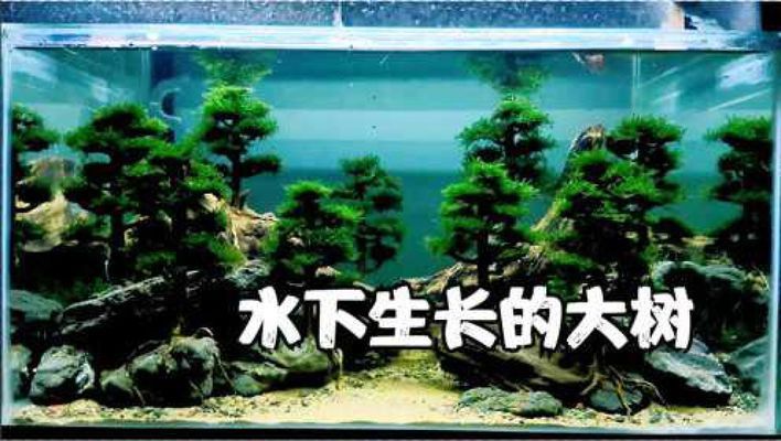 60公分魚缸造景效果圖視頻講解：60公分魚缸造景基本思路 魚缸百科 第2張