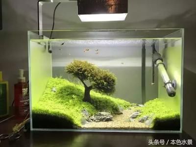 30厘米魚缸簡易造景缸圖片：30厘米的魚缸造景技巧 魚缸百科 第1張