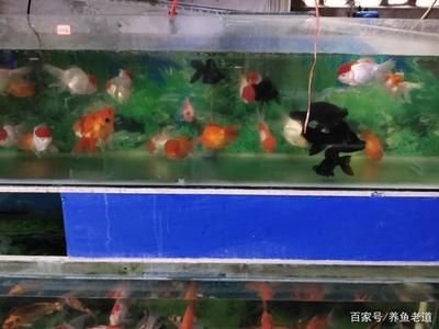 90厘米魚缸多少魚好：90厘米魚缸養(yǎng)魚的注意事項(xiàng)