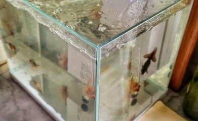 1米魚缸怎么換水視頻：1米魚缸換水的正確方法 魚缸百科 第3張