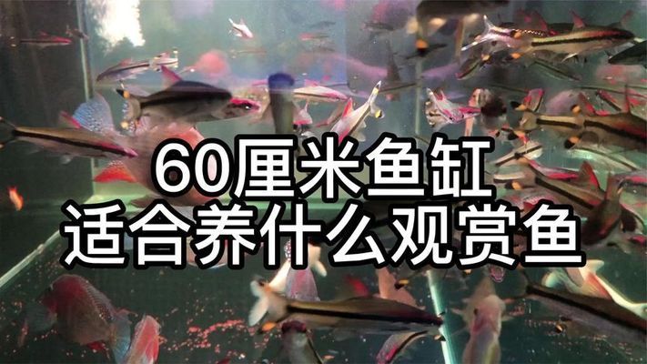 60厘米的魚缸養(yǎng)什么好：60厘米的魚缸適合養(yǎng)什么樣的魚 魚缸百科 第1張