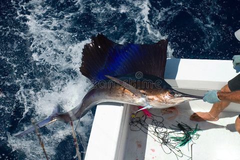 養(yǎng)紅龍魚水質(zhì)要求：養(yǎng)紅龍魚的注意事項 龍魚百科 第1張