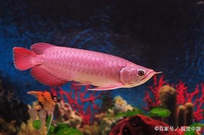 養(yǎng)紅龍魚水質(zhì)要求：養(yǎng)紅龍魚的注意事項 龍魚百科 第2張