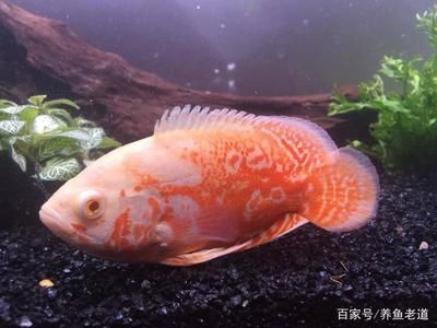 80魚缸養(yǎng)什么魚最好看：80厘米的魚缸適合養(yǎng)中小型熱帶魚這些魚不僅美觀而且易于飼養(yǎng) 魚缸百科 第1張