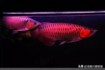 60厘米的魚缸可以養(yǎng)銀龍嗎視頻：60厘米的魚缸適不適合養(yǎng)銀龍魚？