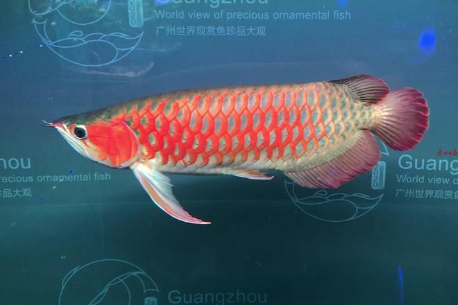 2024年廣州世界觀賞魚(yú)珍品大觀：2020年廣州世界觀賞魚(yú)珍品大觀開(kāi)幕式時(shí)間和參觀時(shí)間 魚(yú)缸百科 第1張