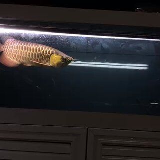 怎么辨別紅龍魚是不是寬身魚：如何辨別紅龍魚是否為寬身魚