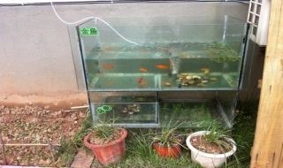 速倍妥龍魚飼料和仟湖龍魚飼料哪個好：速倍妥龍魚飼料怎么樣