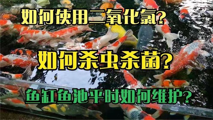 80的魚缸小嗎：80的魚缸在尺寸上是否是最小的選擇？ 魚缸百科 第2張