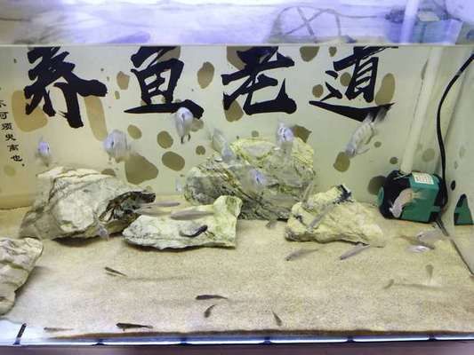 40魚缸養(yǎng)什么魚最漂亮：40厘米的小魚缸養(yǎng)什么魚最漂亮？ 魚缸百科 第3張