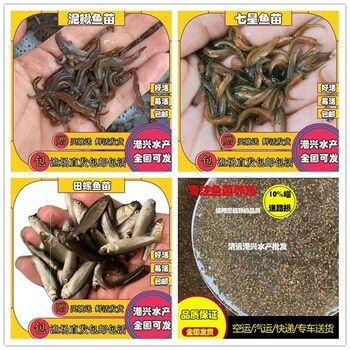 龍魚苗吃什么好：如何馴化龍魚苗吃人工飼料