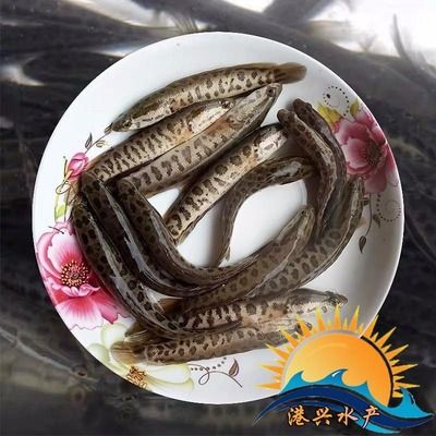 龍魚苗吃什么好：如何馴化龍魚苗吃人工飼料