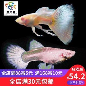 6mm玻璃魚缸極限