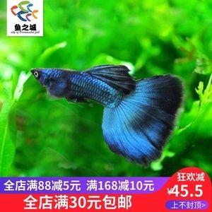 6mm玻璃魚缸極限