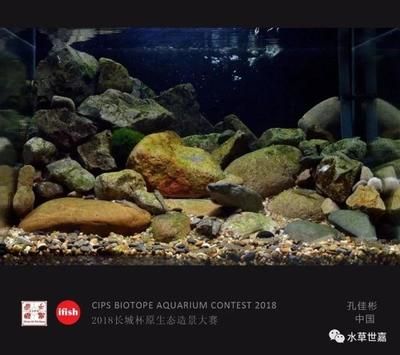 35厘米魚缸造景圖片：35厘米魚缸造景的基本步驟