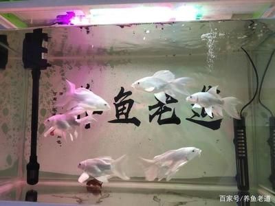 80cm的魚缸能養(yǎng)幾條蝴蝶鯉呢：80cm的魚缸養(yǎng)蝴蝶鯉的數量并不是固定，而是需要考慮多種因素