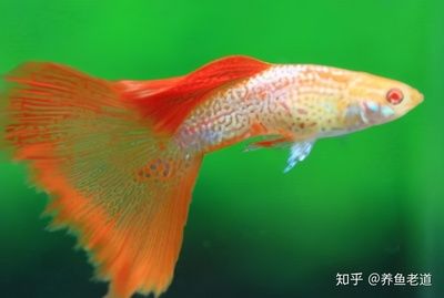 80cm的魚缸能養(yǎng)幾條蝴蝶鯉呢：80cm的魚缸養(yǎng)蝴蝶鯉的數(shù)量并不是固定，而是需要考慮多種因素 魚缸百科 第4張