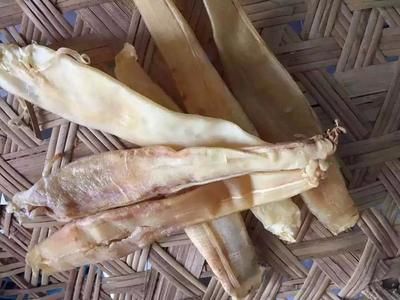 養(yǎng)殖金龍魚膠：金龍魚膠來(lái)源于大黃魚