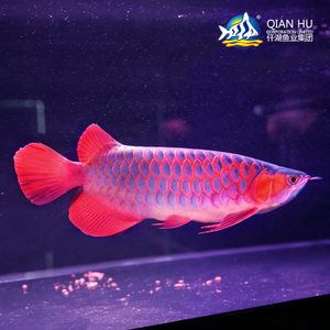 60厘米的魚缸能養(yǎng)多少白云金絲：60厘米的魚缸適合養(yǎng)什么魚？