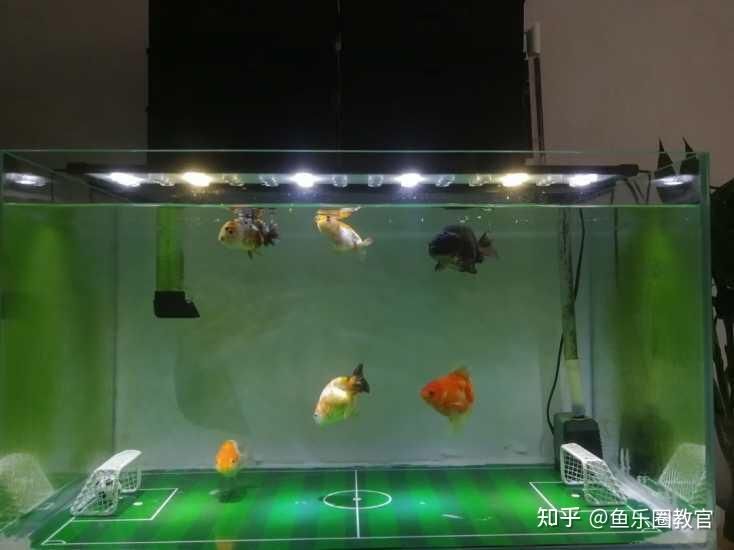 90魚(yú)缸養(yǎng)什么魚(yú)好看：90尺寸的魚(yú)缸養(yǎng)殖需要注意什么？ 魚(yú)缸百科 第1張