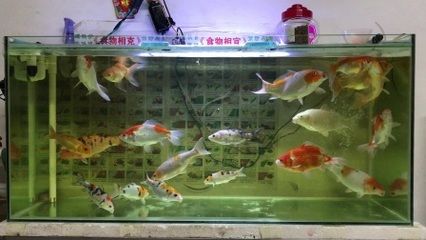 80的魚缸適合養(yǎng)幾條錦鯉：80厘米長的魚缸適合養(yǎng)多大的錦鯉 魚缸百科 第4張