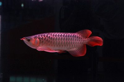 2024觀賞魚展會：2024年中國(國際漁業(yè)博覽會2024年觀賞魚展會地點