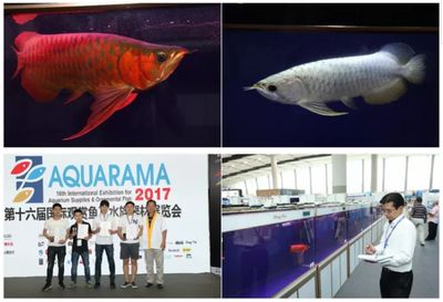 2024觀賞魚展會：2024年中國(國際漁業(yè)博覽會2024年觀賞魚展會地點