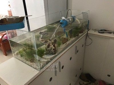 9條小魚需要多大的魚缸養(yǎng)：9條小魚需要多大的魚缸