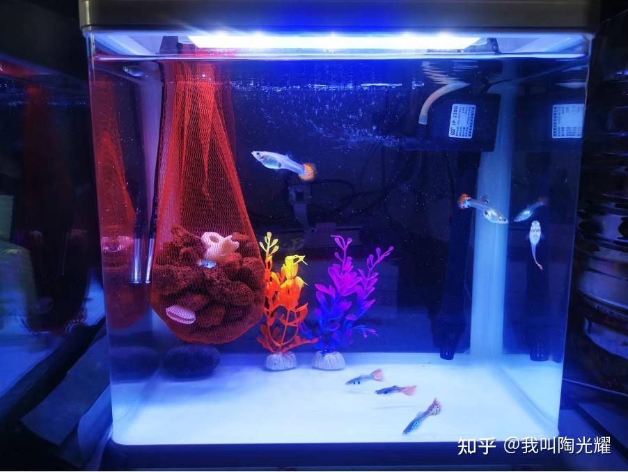 9條小魚需要多大的魚缸養(yǎng)：9條小魚需要多大的魚缸