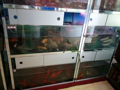 60的魚缸適合養(yǎng)什么冷水觀賞魚？：60厘米的魚缸適合養(yǎng)什么樣的魚？ 魚缸百科 第2張