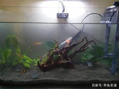 50的魚缸養(yǎng)多大的魚好看：50厘米的魚缸適合養(yǎng)什么魚