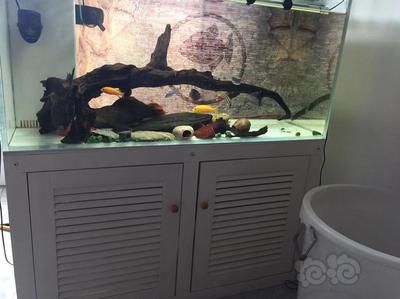 50的魚缸養(yǎng)多大的魚好看：50厘米的魚缸適合養(yǎng)什么魚