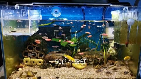 50的魚缸養(yǎng)多大的魚好看：50厘米的魚缸適合養(yǎng)什么魚 魚缸百科 第4張