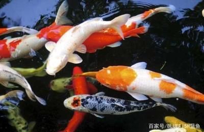 1.8米魚缸可以養(yǎng)幾條錦鯉呢：新手養(yǎng)殖錦鯉的飼養(yǎng)技巧錦鯉的飼養(yǎng)密度需要注意以下幾點(diǎn) 魚缸百科 第1張