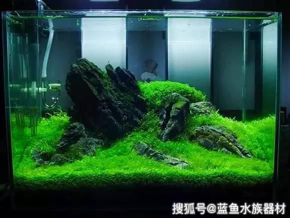 50的魚缸怎么造景：50厘米魚缸造景-棲木草缸造型教程