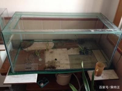 1米的魚缸用多厚的玻璃膠合適：做魚缸用什么玻璃膠用什么玻璃膠好魚缸用什么玻璃膠好 魚缸百科 第3張