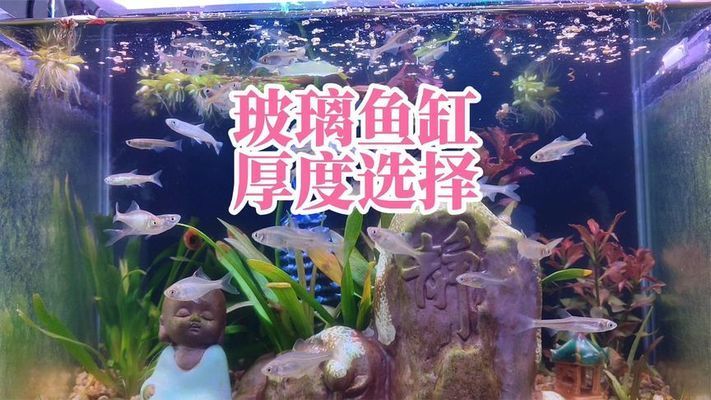 60魚缸玻璃厚度6MM安全嗎：如何選擇合適的魚缸玻璃厚度 魚缸百科 第1張